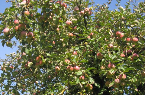 Beispiel Anwendung von Floraforce: Bild von einem Apfelbaum von optimaler Qualität.